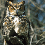 Great Horned Owl in tree.