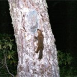 Humboldt-Marten climbs a tree.