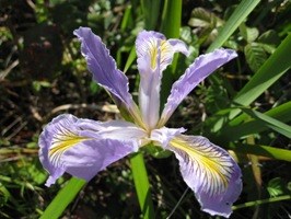 Douglas' Iris