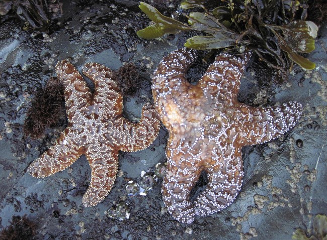 two sea stars