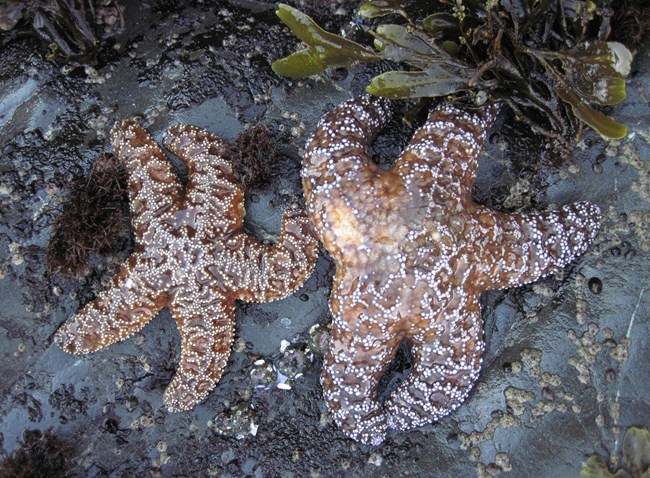 Stranded starfish at Rhossili Bay – Jessica's Nature Blog