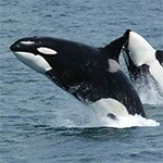 Killer Whales jump out of water.