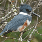 Belted Kingfisher sitting on a branch.