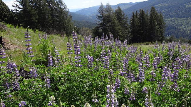Purple lupines bloom on a grassy hill. Fir trees are on a nearby ridge-line, and redwoods are on a distant hill.