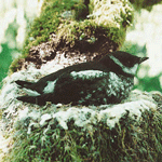 Marbled-Murrelet in a nest.