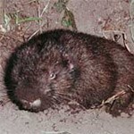 Mountain Beaver Mountain Beaver