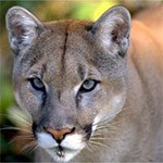 Mountain Lion Mountain Lion