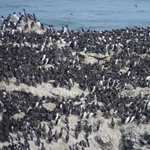 Common Murre Colony Common Murre Colony