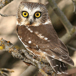 Northern Saw-Whet Owl on branch.