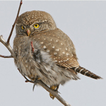 Northern Pygmy Owl in branch.