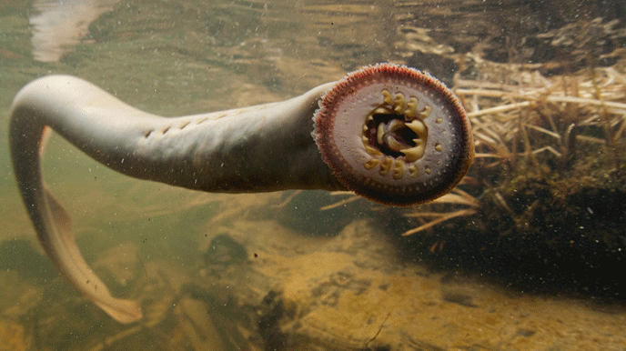 A Pacific Lamprey shows it's teeth.