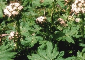 coltsfoot