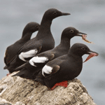 Four Pigeon Guillemots resting on a rock.