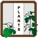 Plants