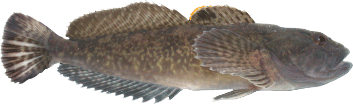 Prickly-sculpin