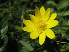 Buttercup, yellow flower.