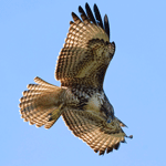 Red-tailed hawk flying.