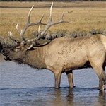 Bull roosevelt elk standing in water. Bull roosevelt elk standing in water.