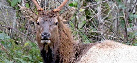 Roosevelt Elk Roosevelt Elk
