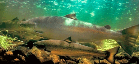 Two coho salmon swim underwater. Two coho salmon swim underwater.