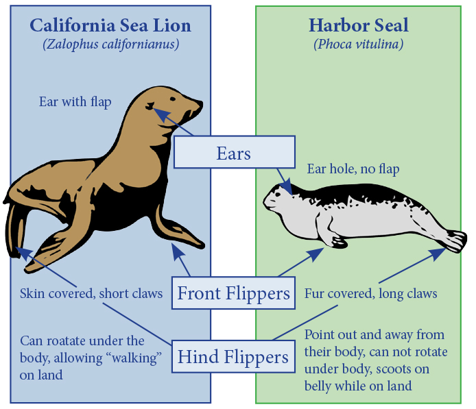 Seals and Sea Lions, What is the Difference? - Redwood National and State  Parks (. National Park Service)