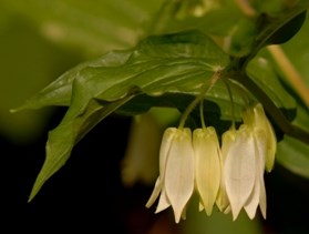 Smith's fairy bells
