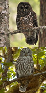 Top Image: Spotted owl.  Bottom Image: Barred owl.