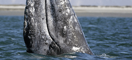 Gray whale Spyhop