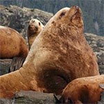 Steller Sea Lion on coastline.