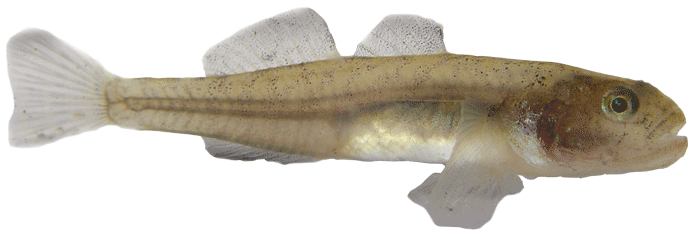 Tide water goby.