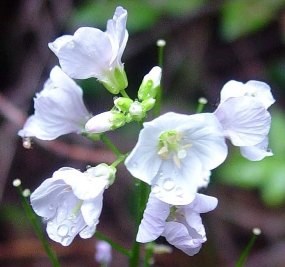 Milkmaids blooming, white flowers.