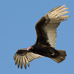 Turkey Vulture flying.