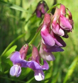 wild pea
