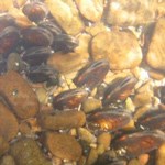 Western-Pearlshell-Freshwater-Mussel attached to stream gravel. Western-Pearlshell-Freshwater-Mussel attached to stream gravel.