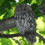 Western Screech Owl in a tree.
