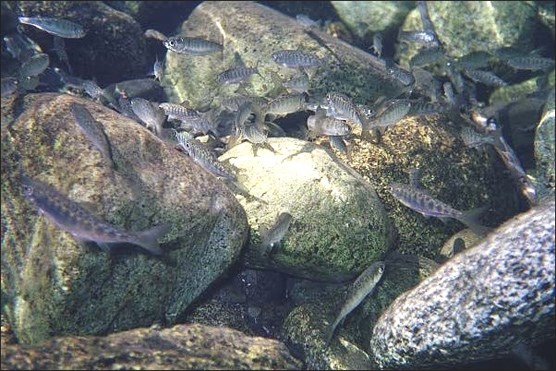 Chinook fry (juveniles)