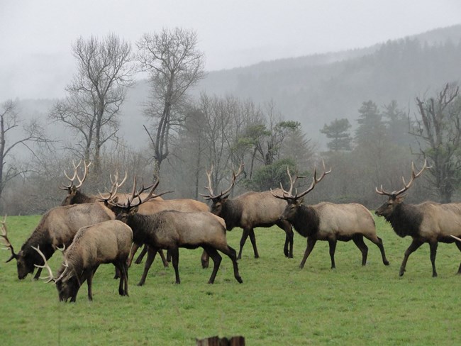 Eight male elk with antlers stand in a foggy meadow.