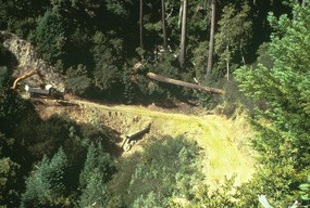 emerald creek before restoration