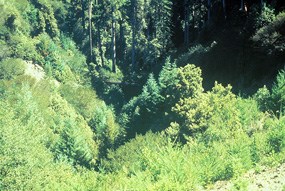 emerald creek after