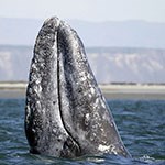 Gray whale breaching water.