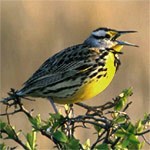 western meadowlark on a branch.