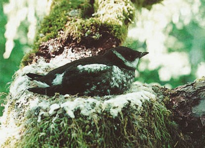 An adult murrelet in a tree.