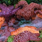 Ochre seastar in tidepool.