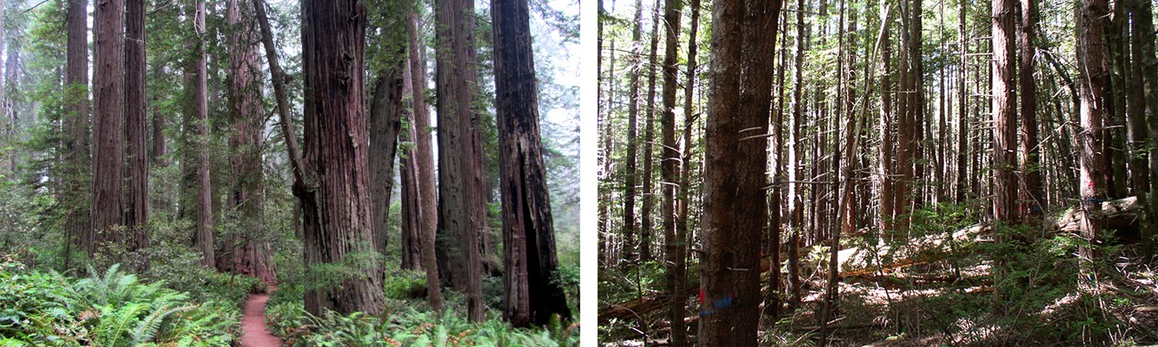 comparison of old-growth(left) with second growth forest