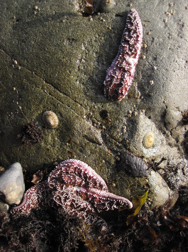 diseased sea star remains