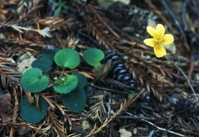 redwood violet