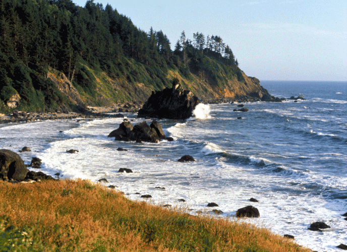 redwood coastline