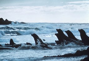 Sea lions play in the surf.