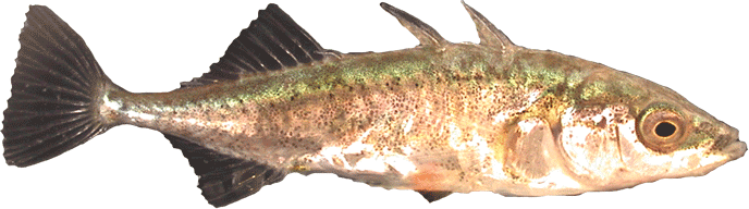 Three_spined_stickleback