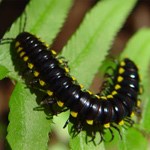 yellow-spotted-millipede on a fern.